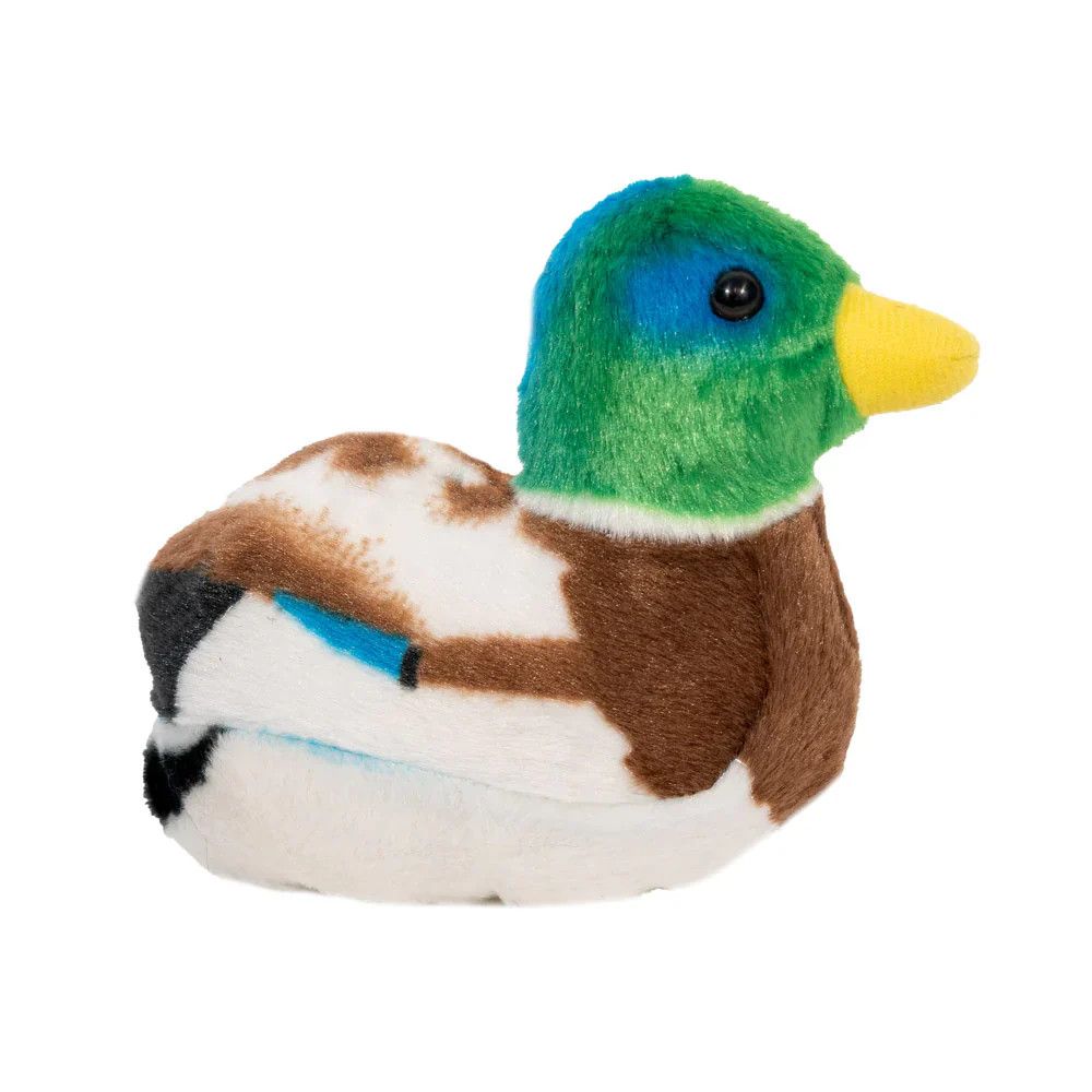 Mallard Duck