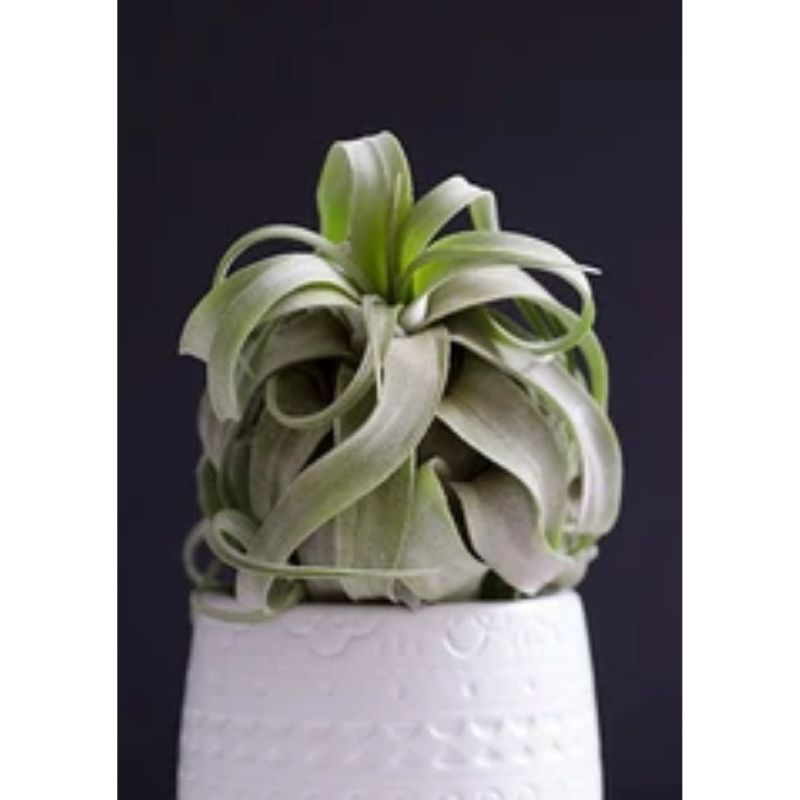 Tillandsia StreTophylla Medium Air Plant