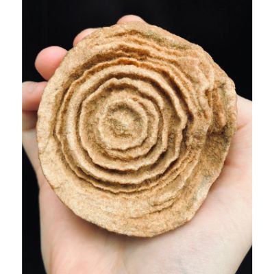Stromatolite