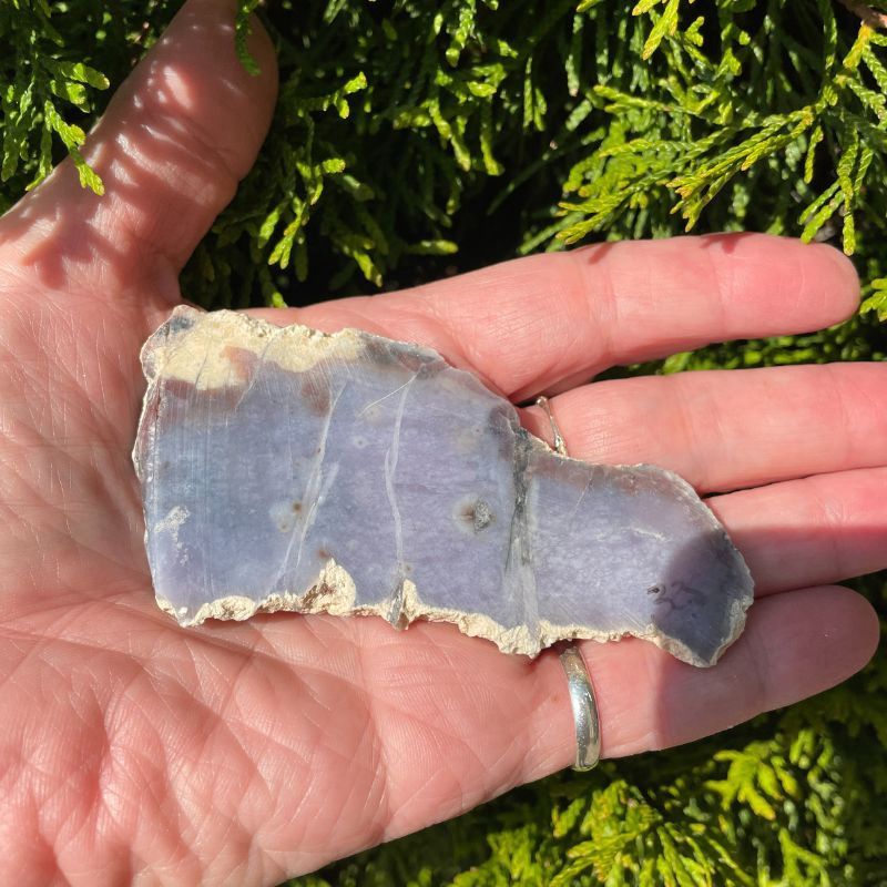 Salvia Purple Chalcedony