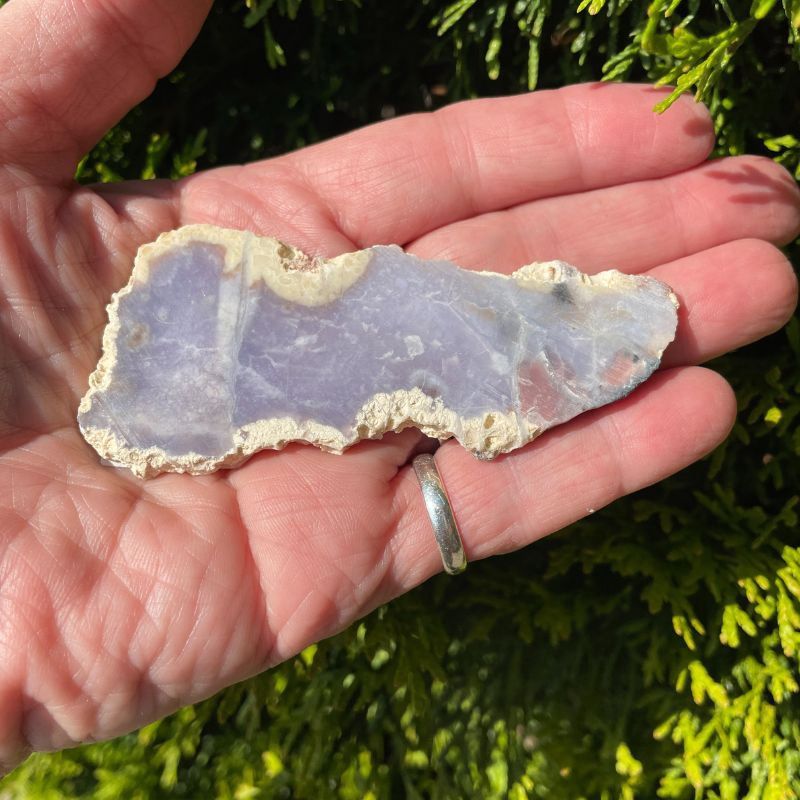 Salvia Purple Chalcedony__ Salvia Purple Chalcedony