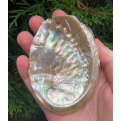 Abalone Shell 3-4&quot;