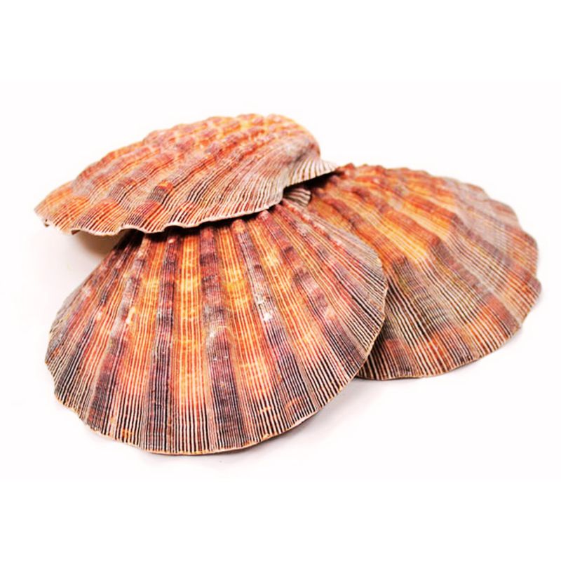 Lion Aw Shell