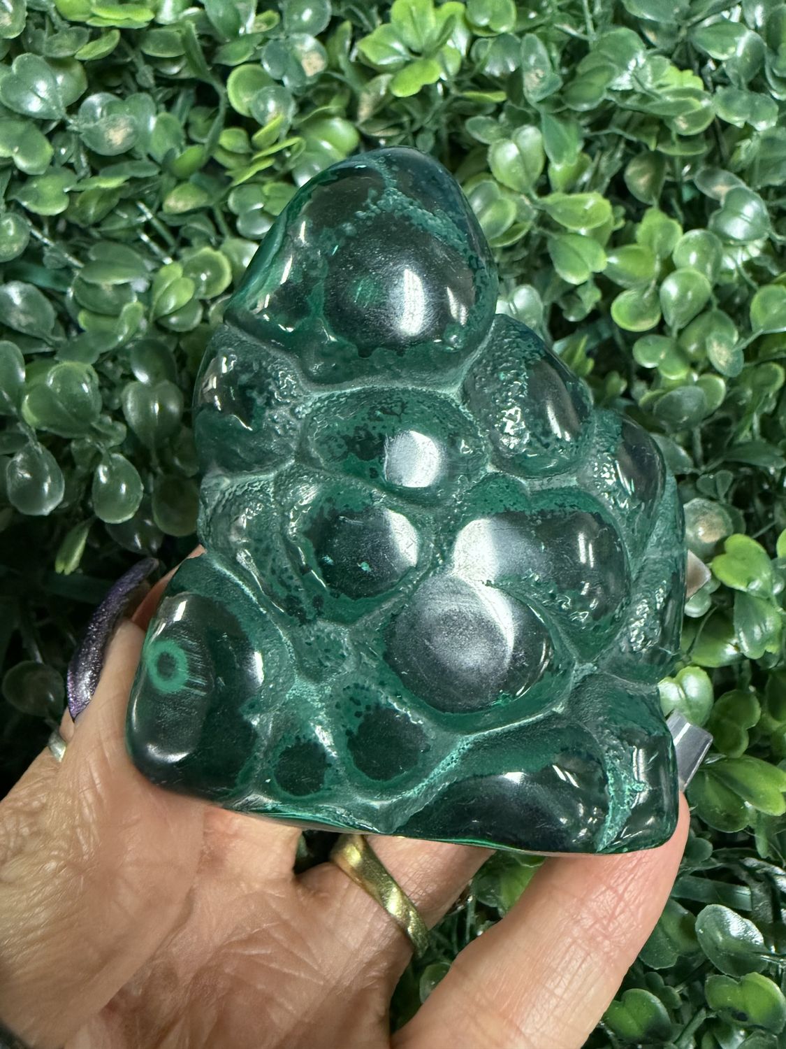 Malacolla Free Form $50