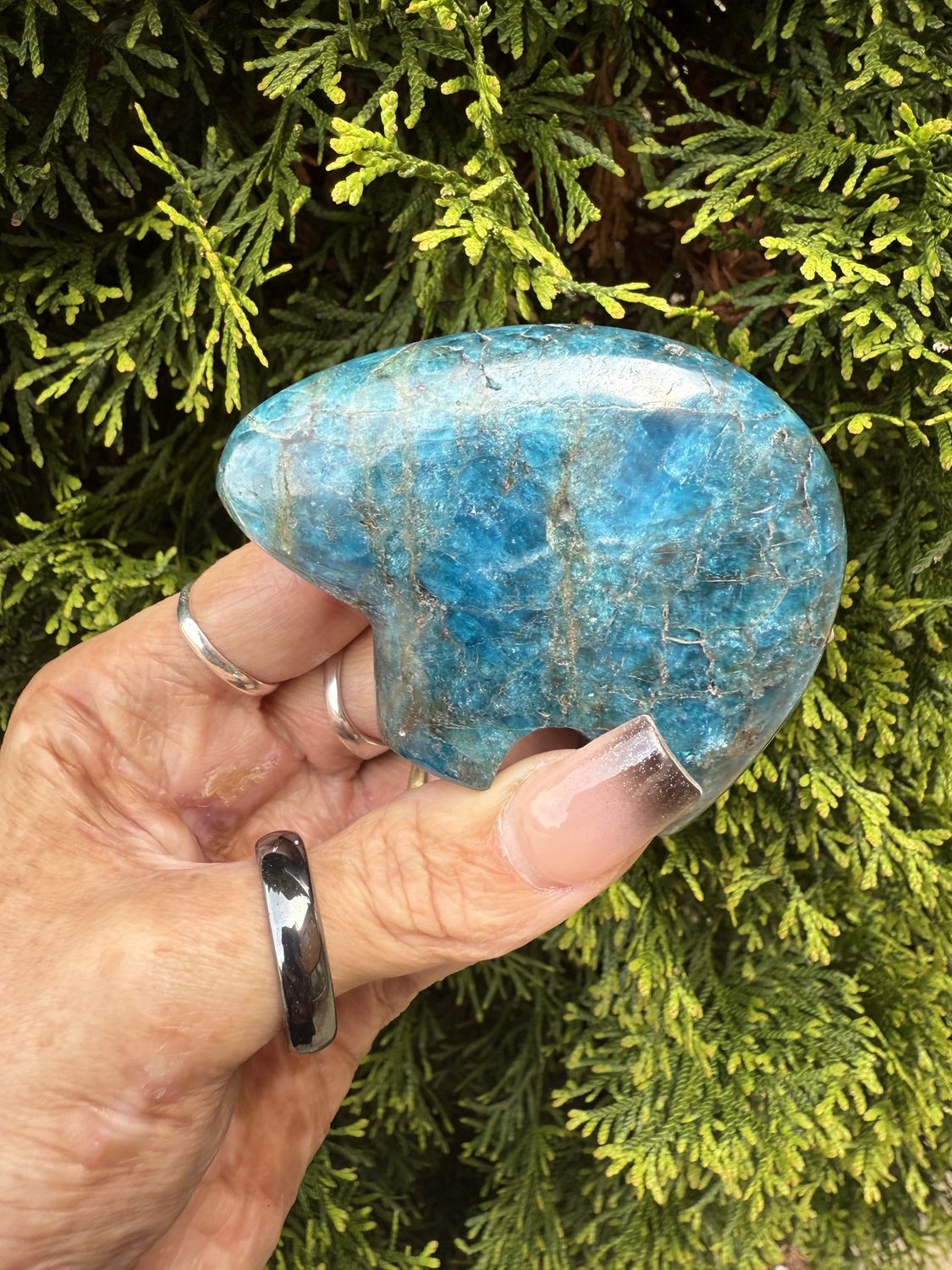 Apatite Bear