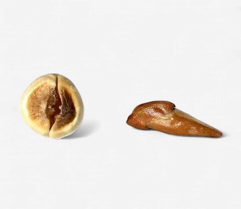 Adam and Eve Root