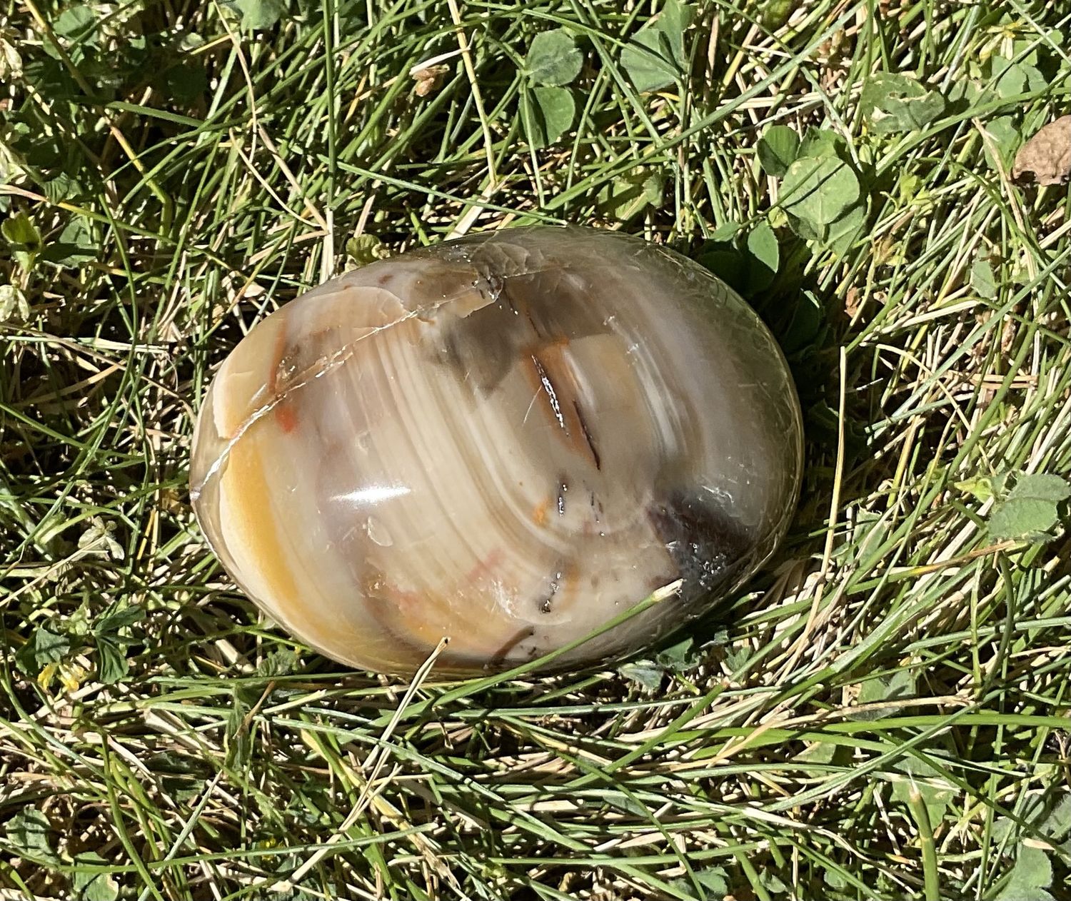Petrified Wood Tumbled XL