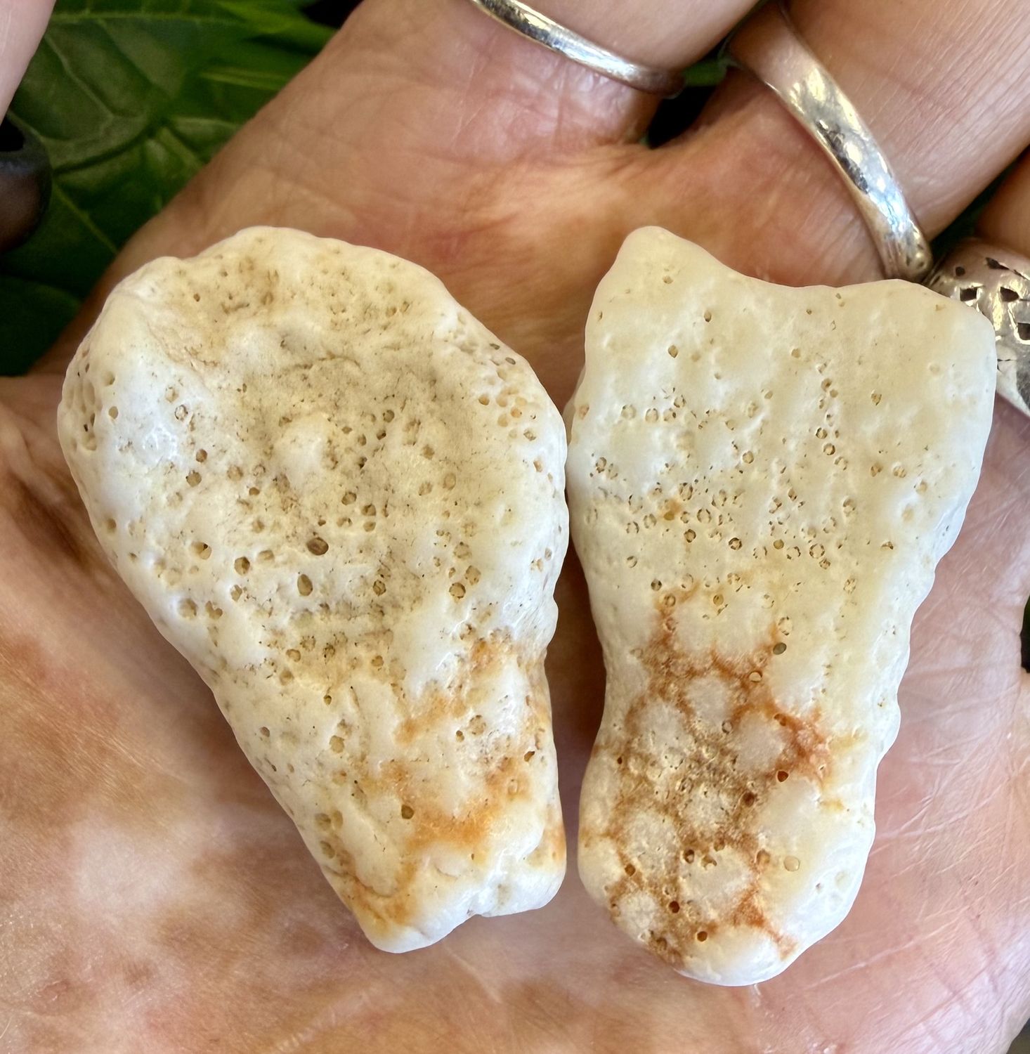 Coral Pair