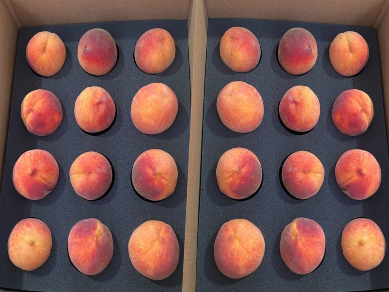 Colorado Palisade Peaches 24 count - Free Shipping