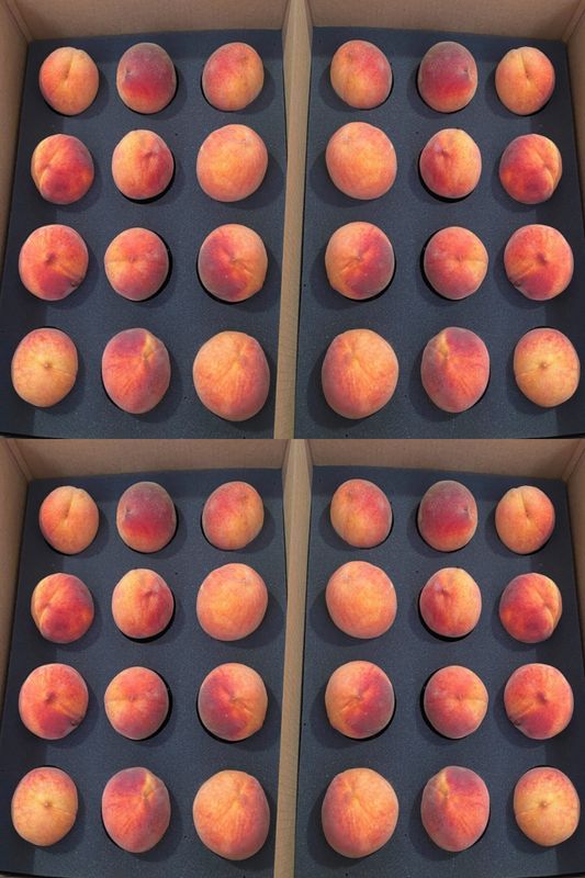 Colorado Palisade Peaches 48 count - Free Shipping