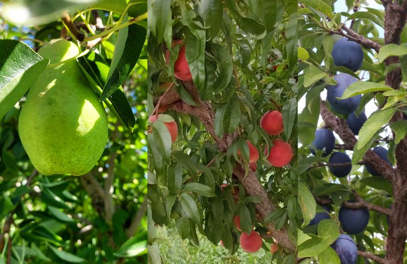 Mixed Fruit