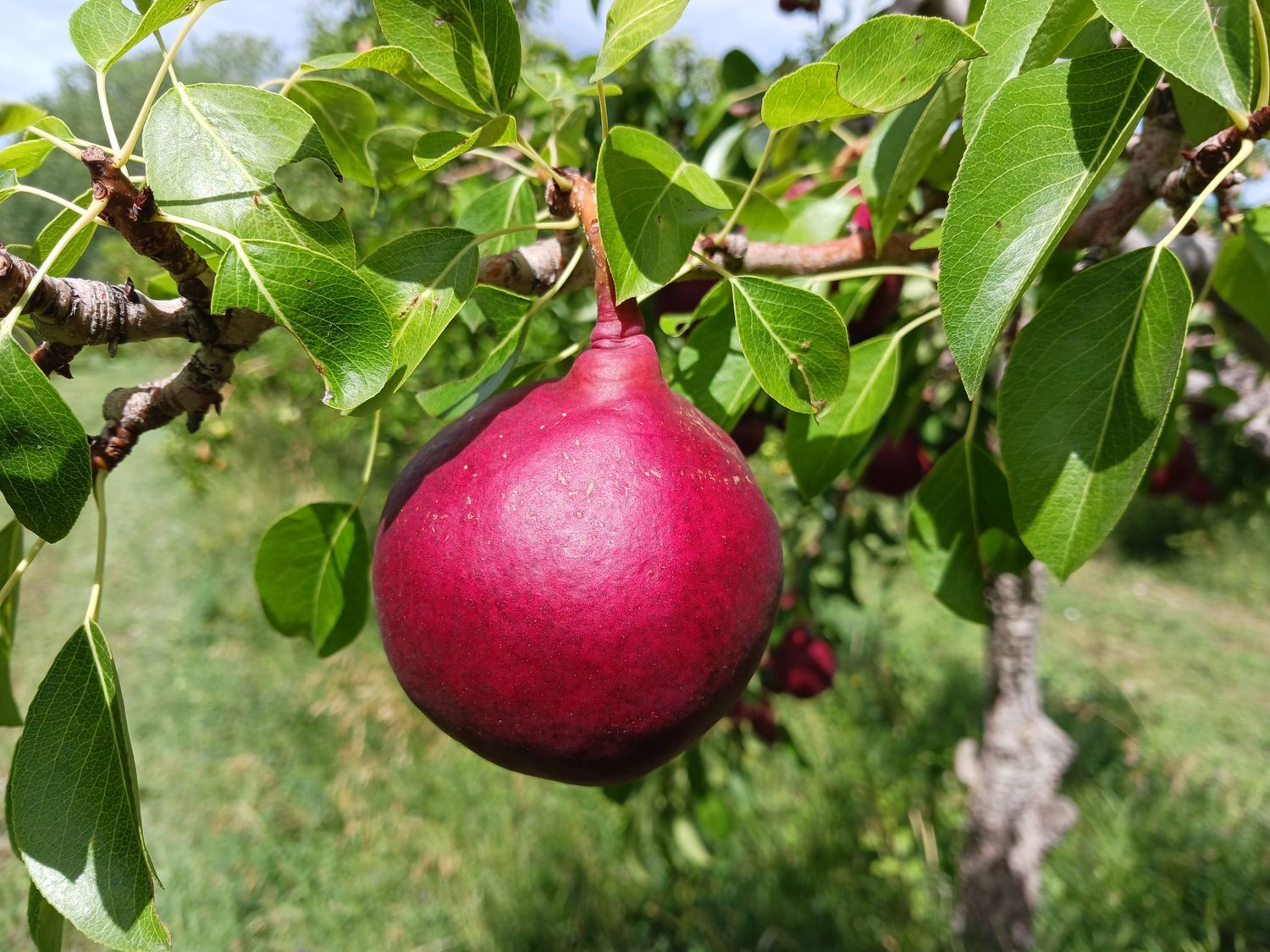 Premium Colorado Red Pears 12 count - Free Shipping