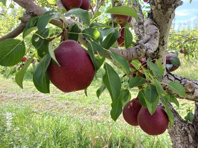 Premium Colorado Red Pears 12 count - Free Shipping