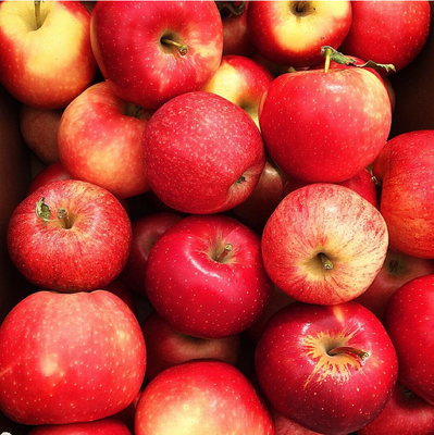 Premium Colorado Honeycrisp Apples 12 count - Free Shipping