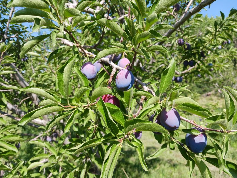 Plums