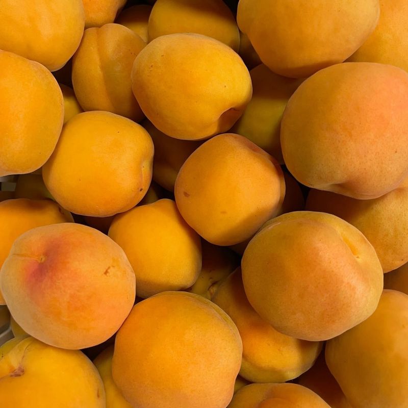 Apricots