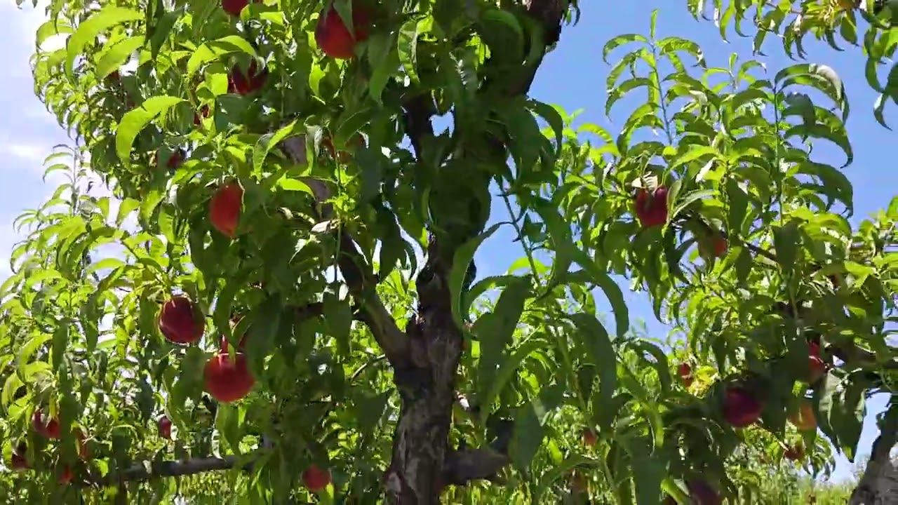 Colorado Palisade Peaches 36 count - Free Shipping