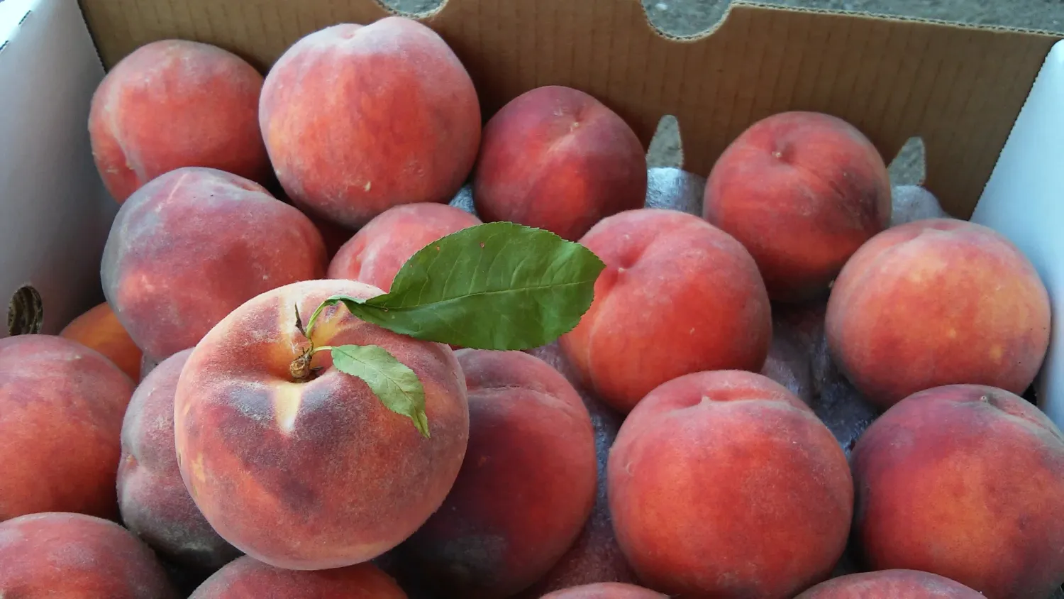 Colorado Palisade Peaches 48 count - Free Shipping