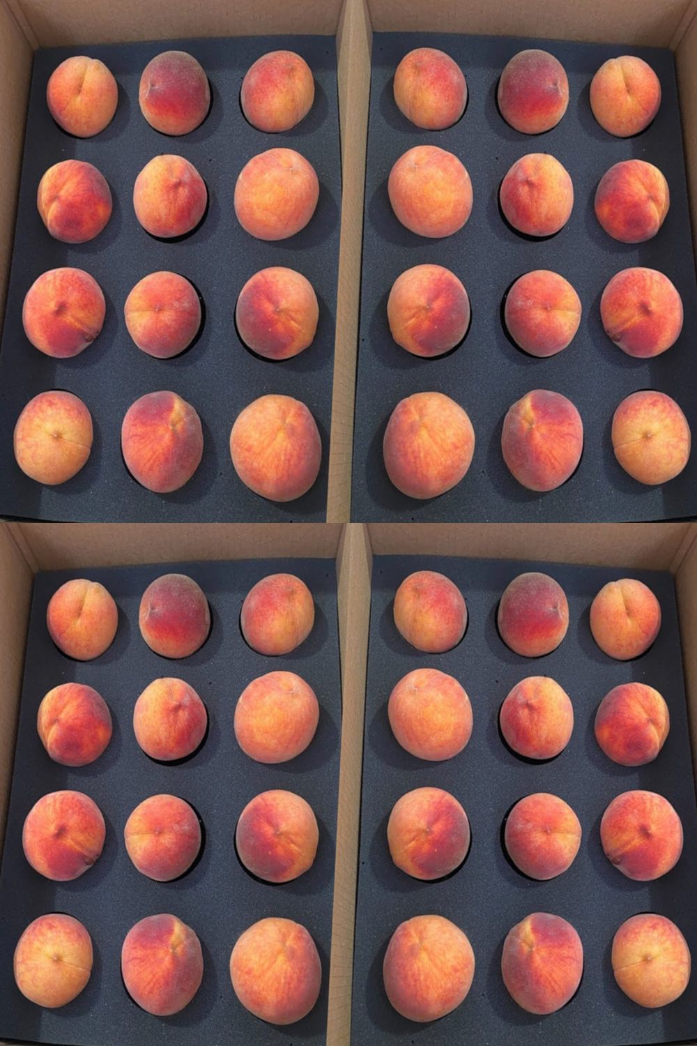 Colorado Palisade Peaches 48 count - Free Shipping