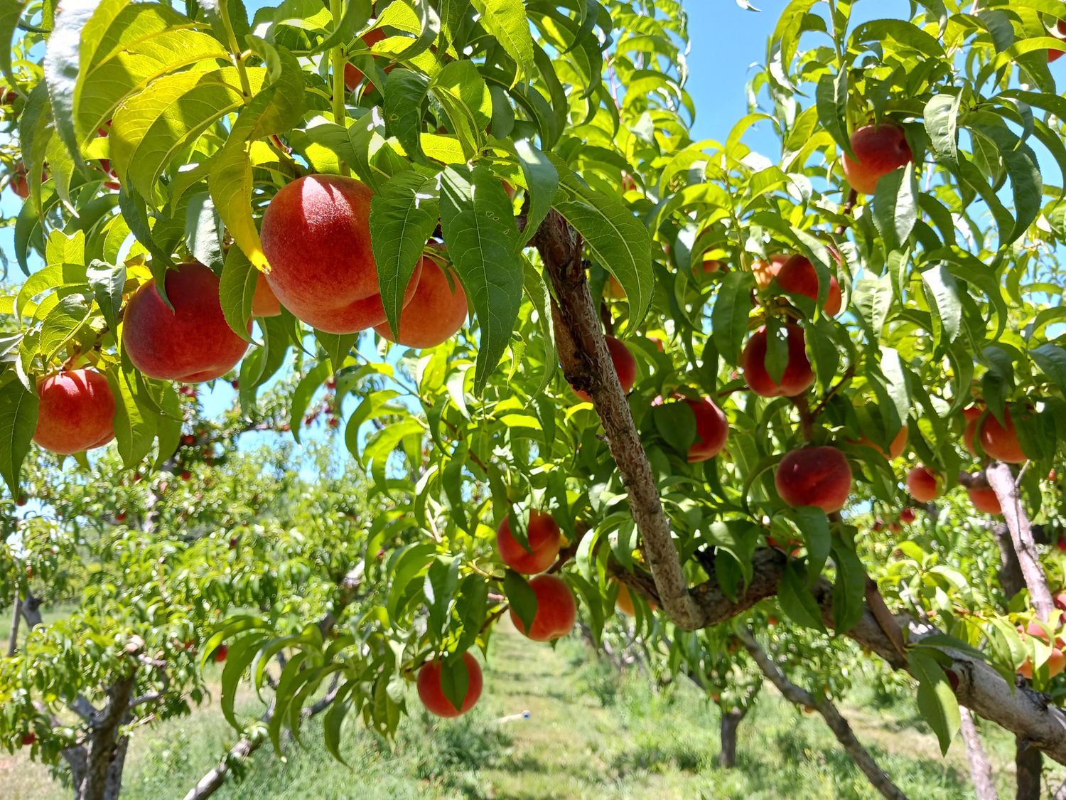 Colorado Palisade Peaches 48 count - Free Shipping