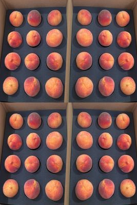 Colorado Palisade Peaches 48 count - Free Shipping