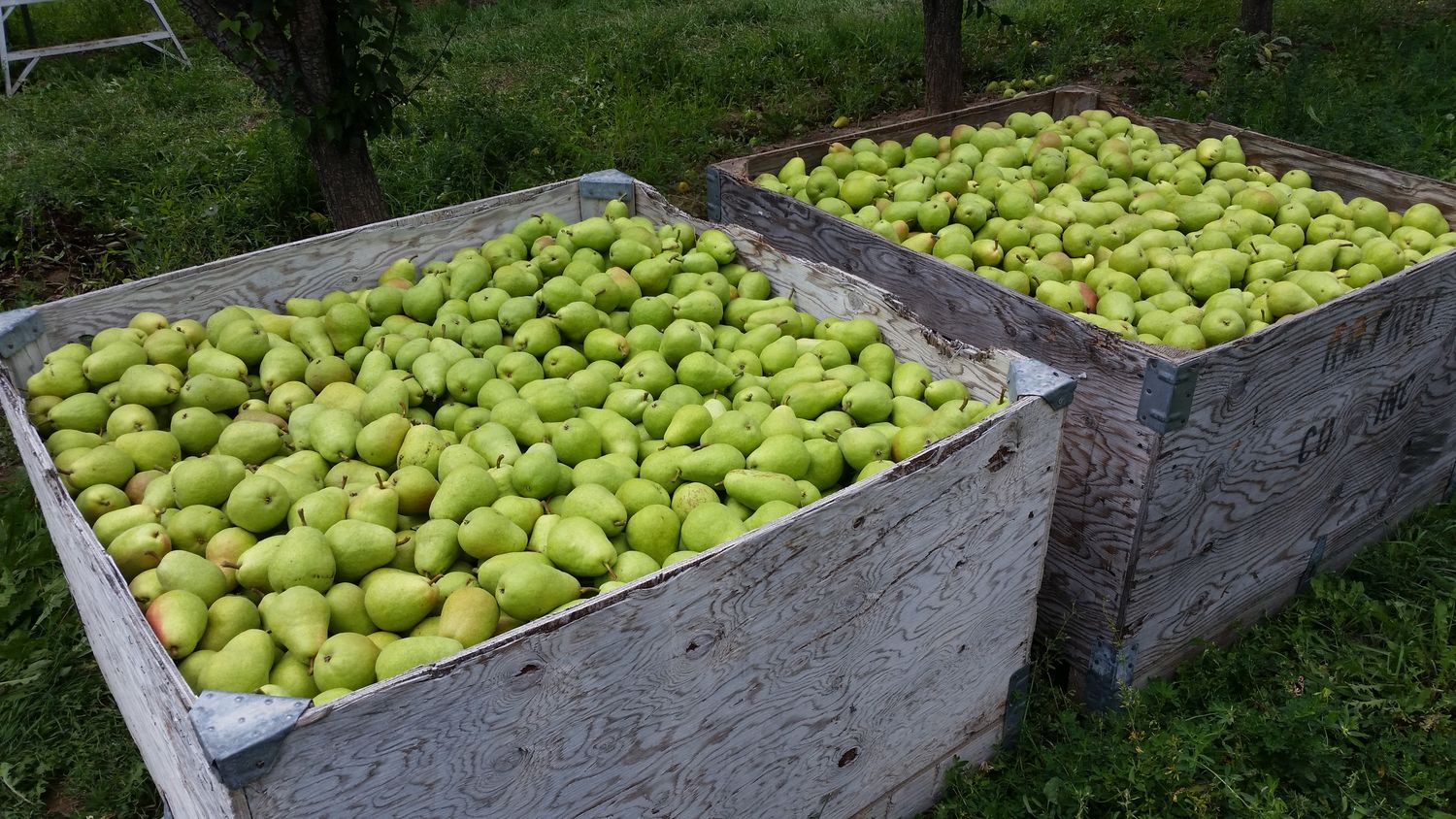 Premium Colorado Pears 12 count