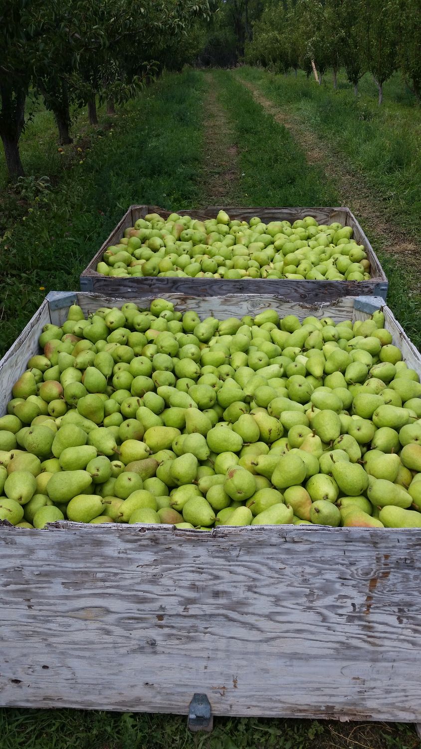 Premium Colorado Pears 12 count