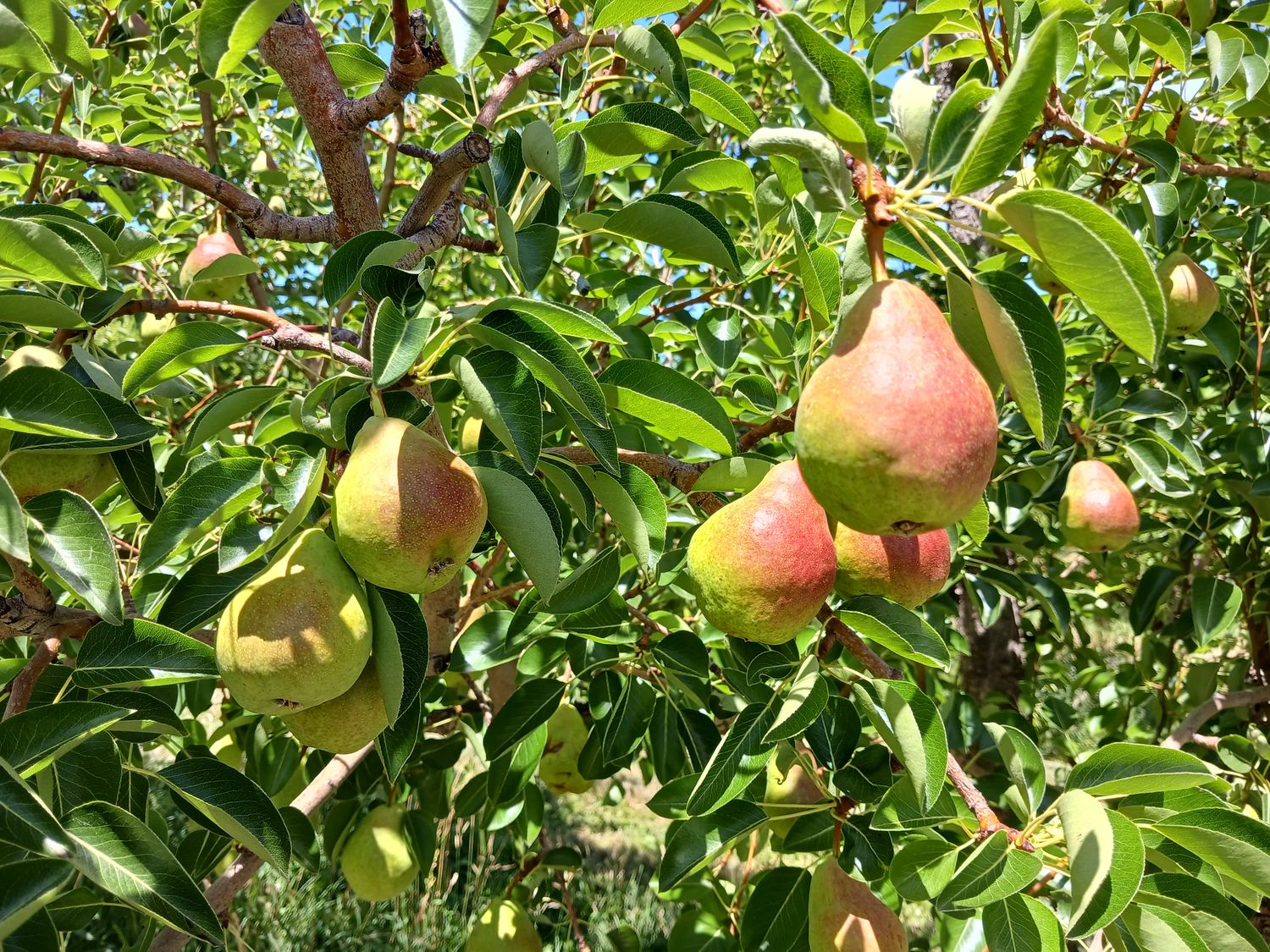 Premium Colorado Pears 12 count