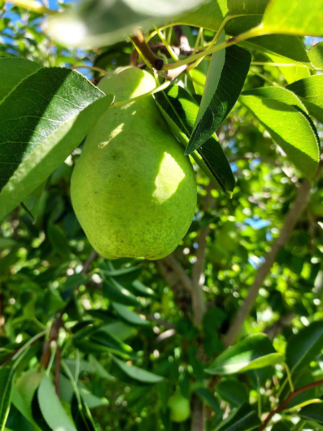 Premium Colorado Pears 24 count
