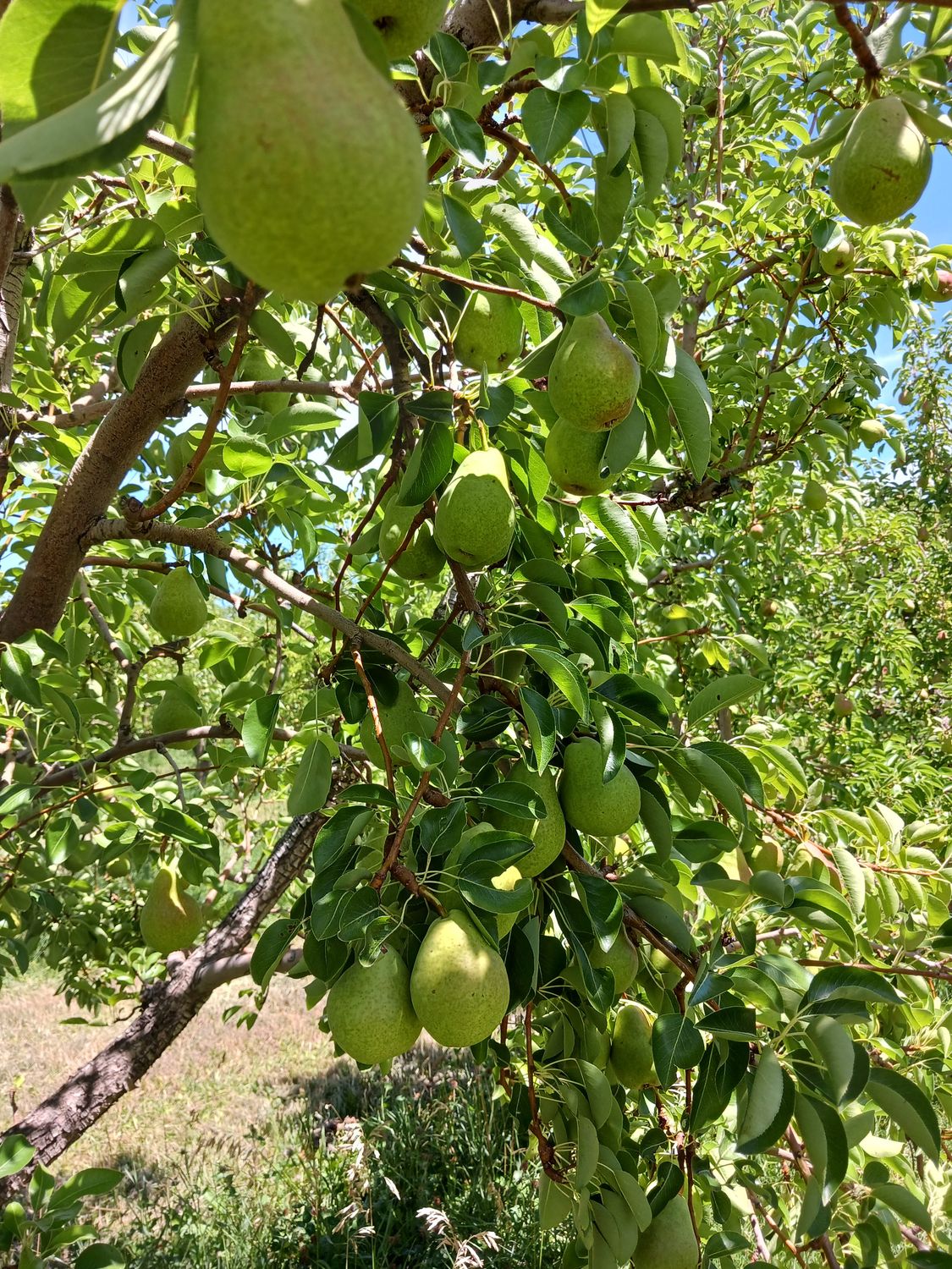 Premium Colorado Pears 24 count