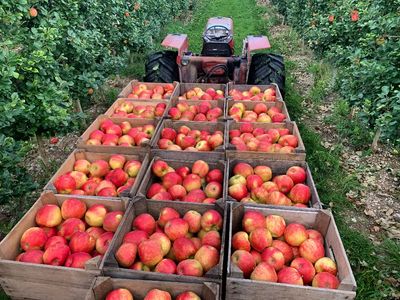 Premium Colorado Honeycrisp Apples 12 count - Free Shipping