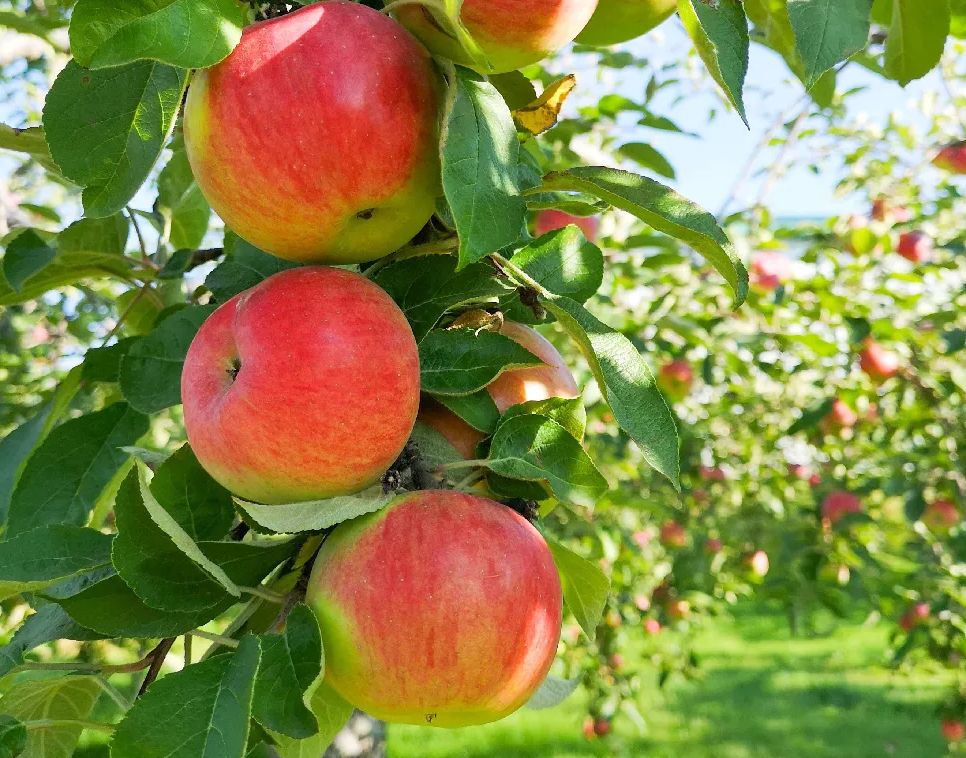 Premium Colorado Honeycrisp Apples 12 count