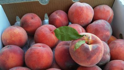 Weekly Subscription Box Colorado Palisade Peaches Free Shipping