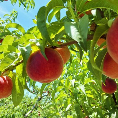Colorado Palisade Peaches