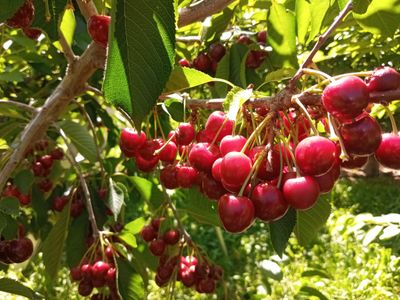 Colorado Sweet Cherries Free Shipping