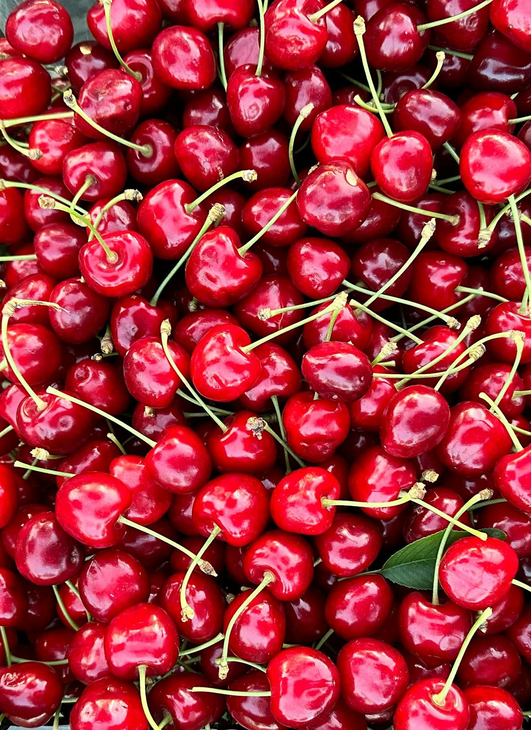 Colorado Sweet Cherries Free Shipping