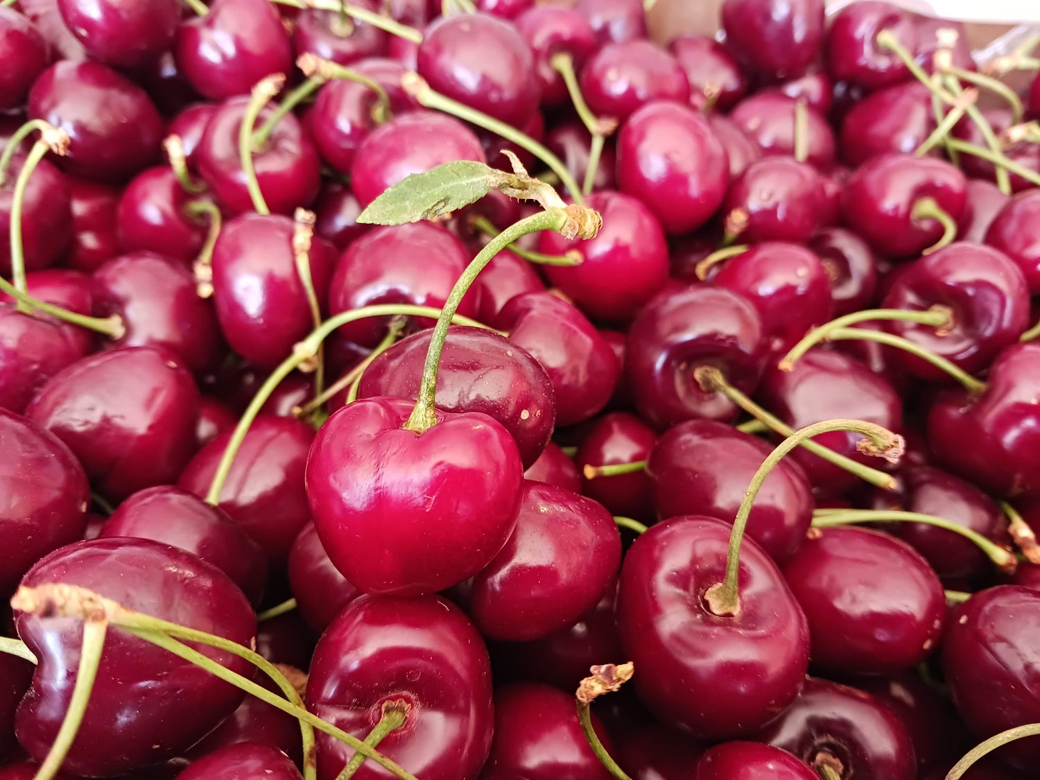 Colorado Sweet Cherries Free Shipping
