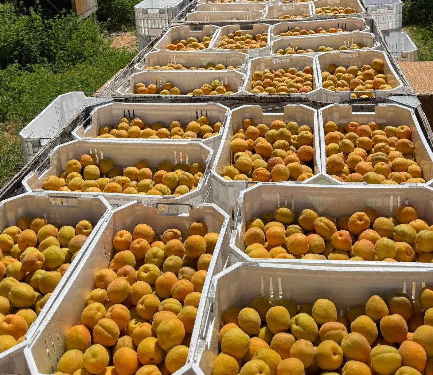 Colorado Apricots - Free Shipping