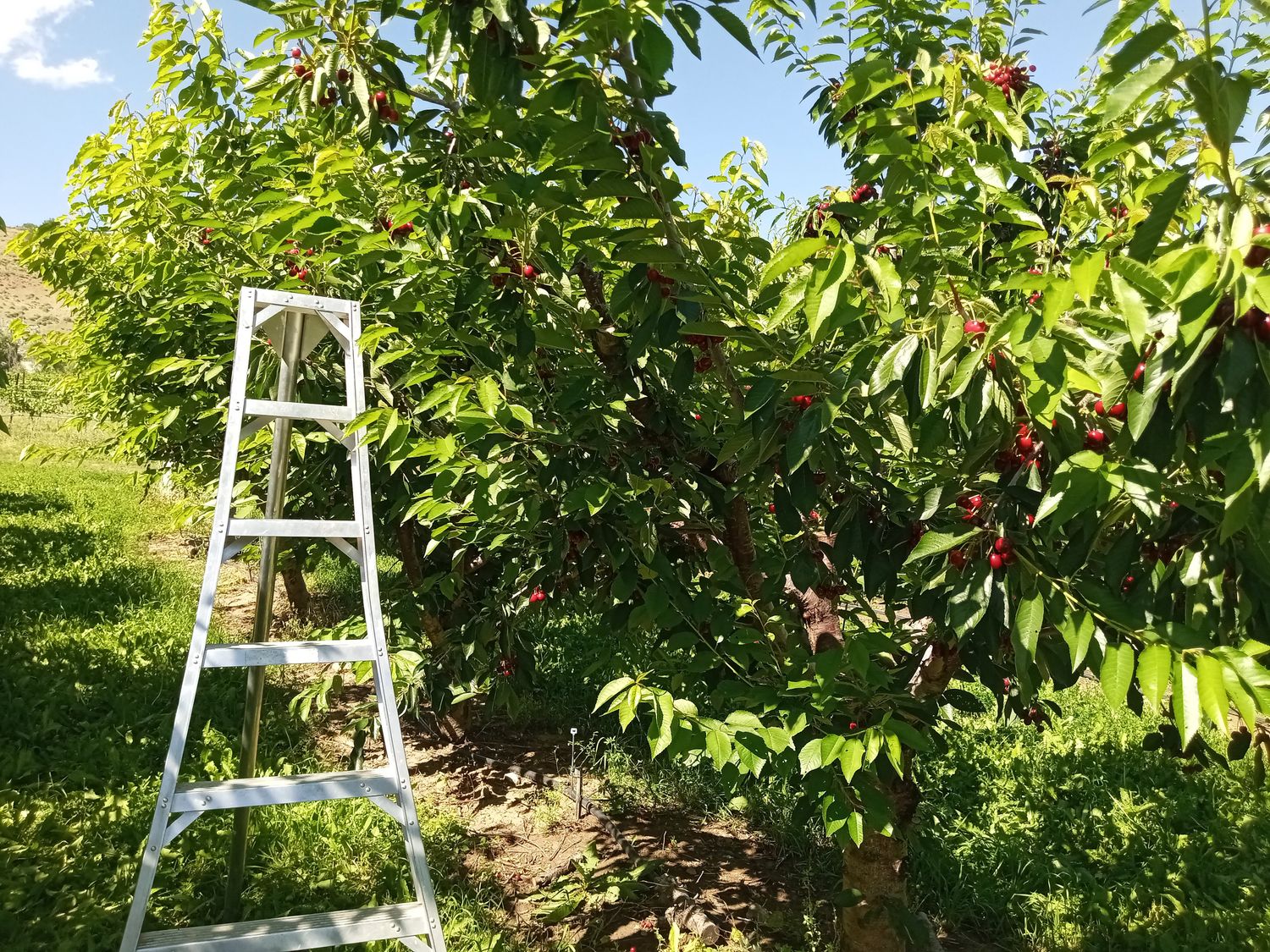 Colorado Sweet Cherries and Apricots - Free Shipping