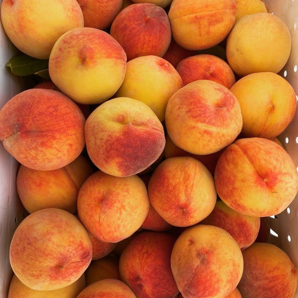 Early Colorado Palisade Peaches 12 count - Free Shipping