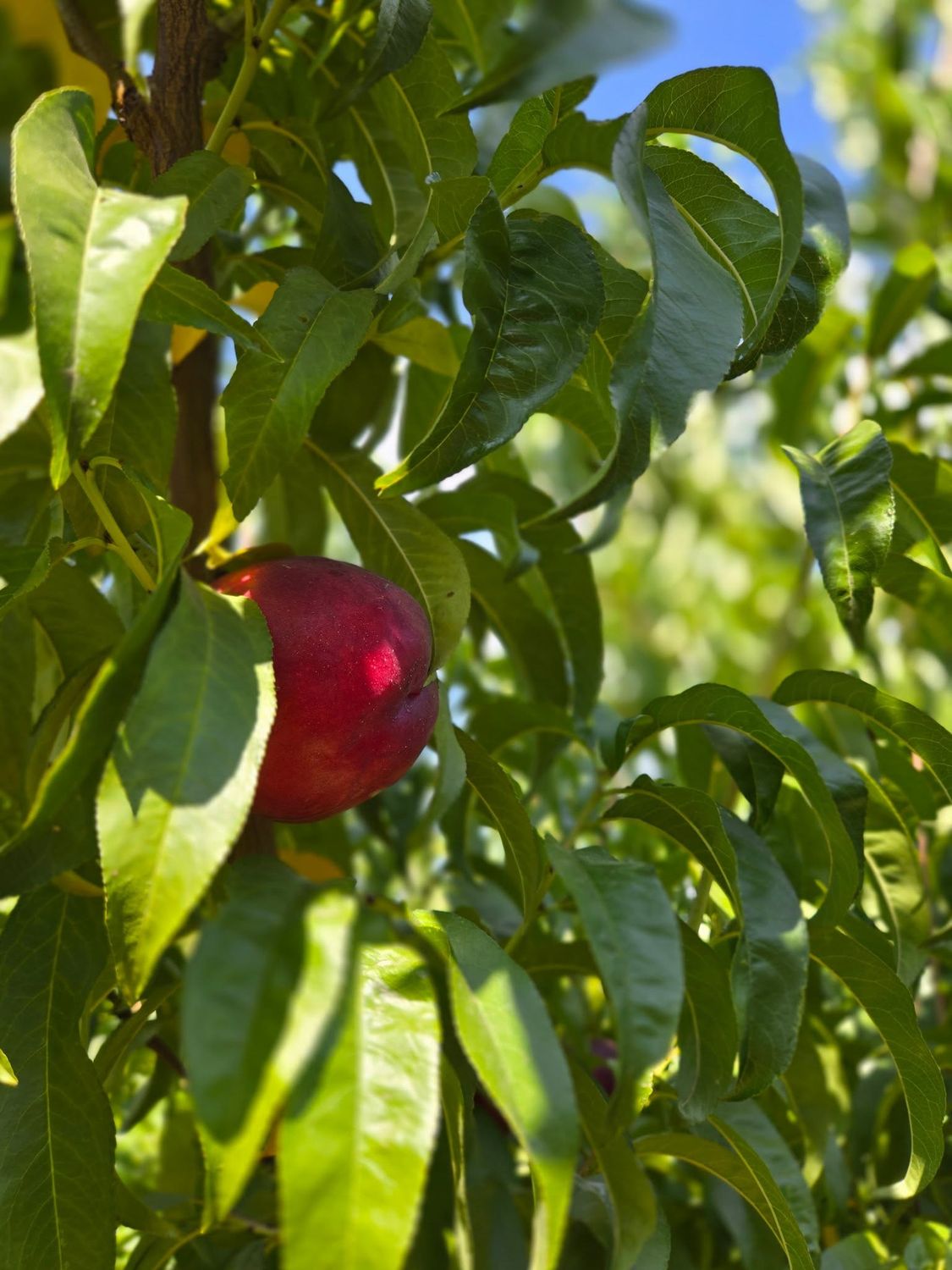 Colorado Palisade Nectarines 12 count - Free Shipping