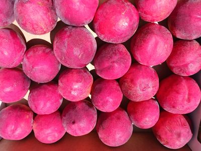 Colorado Palisade Nectarines 12 count - Free Shipping