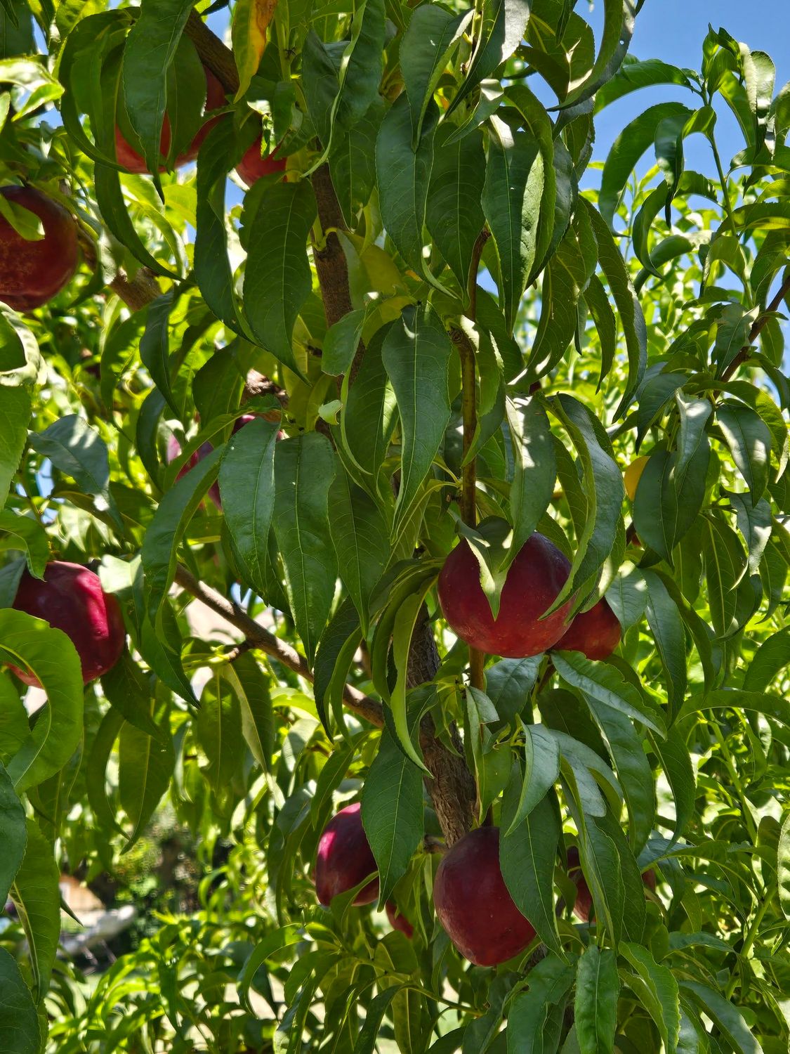 Colorado Palisade Nectarines 12 count - Free Shipping