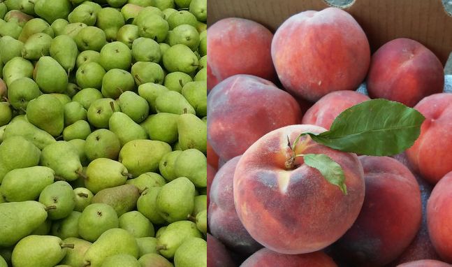 Colorado Palisade Peach and Pear Box