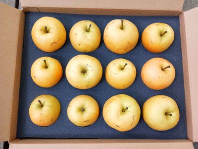 Colorado Asian Pears 12 count
