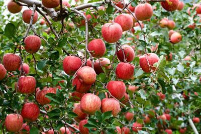 Premium Colorado Fuli Apples 12 count