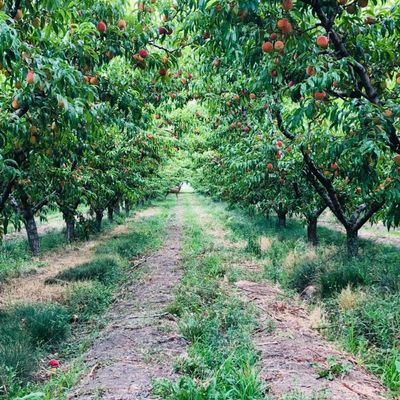 Colorado Palisade Peaches Dried