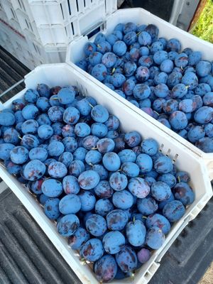 Colorado Plum Jam