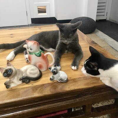 Collectables Cats