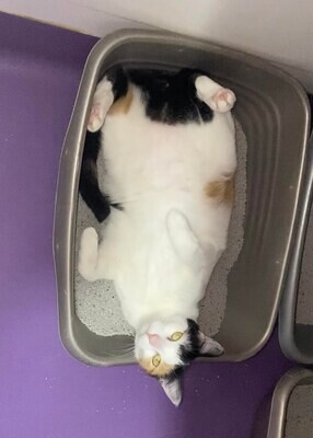 Cat Litter